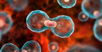 Evolution of Immuno Onco